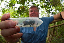 Entomologist Simon Robson with large Megachile species of bee during the hunt to rediscover Wallace's giant bee (Megachile pluto). Mollucas, Indonesia. January 2019