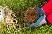 Hedgehog (Erinaceus europaeas) caught in trap to prevent it from predating Little Terns and other ground nesting birds in machair habitat. This pregnant female will be relocated to the Scottish mainla...
