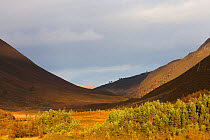 Steeply sided mountains with regenerating Scots Pine and Birch forest in the valley, Alladale Rewilding project, Scottish Highlands, UK, October.