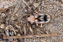 Strandline beetle (Eurynebria complanata) Whitford Burrows NNR, Gower, Wales, UK, June.
