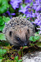Hedgehog (Erinaceus europaeus) in Bellflower in garden, Prestatyn, Denbighshire, Wales, UK. June. Taken in the garden of a hedgehog rehabilitator.