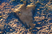 Dinosaur footprints in Severn Estuary, Barry, Wales, UK, November.