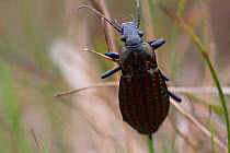 Predatory Carabid beetle (Carabud clatratus) rare species of western peat bogs, Ballycroy National Park, County Mayo, Republic of Ireland, June.