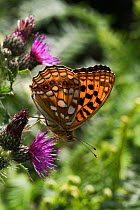 High brown fritillary (Argynnis adippe) butterfly on thistle. Ogmore Down, Wales, UK, July.