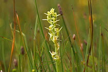 Fen orchid (Liparis loeselli) in flower, Whitford Burrows NNR, Gower, Wales, UK. July.