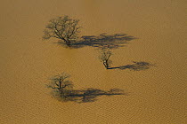 Oak trees (Quercus robur) in flooded field, Severn Valley, Gloucestershire, England, UK, February 2014.