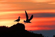 Lesser Black backed gulls (Larus fuscus) silhouetted at dawn. Skomer Island , Pembrokeshire, Wales, UK. May.