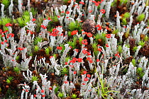Cladonia lichens with fruiting bodies. Wild Ennerdale, Cumbria, England, UK, October 2017.