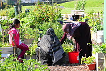 Women and child cultivating raised beds in Vetch Community Garden, Swansea, Wales, UK. July.