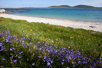 Harebells (Campanula rotundifolia) growing in machair on the edge of sea, Berneray, Outer Hebrides, Scotland, UK, July.