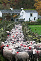 Herdwick sheep being taken off the Fells , Stonethwaite, Lake District National Park, Cumbria, England, UK, November.