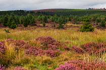 Kielderhead Nature Reserve rewilding site, Northumberland, England, UK, August.