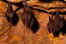 Lesser horseshoe bats ( Rhinolophus hipposideros) in magnesium mine, Shropshire, England, UK, April.