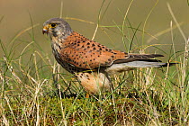 Kestrel (Falco tinnunculus) male in sand dunes having just killed a Ringed plover. Gronant beach, Denbighshire, Wales, UK. Small repro only