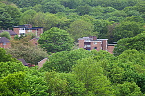 Housing estate in Gleadless valley surrounded by woodland. Sheffield, England, UK, May 2017.