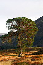 Scots Pine tree (Pinus sylvestris ) Glenfeshie, Cairngorms, Scotland. UK, October.