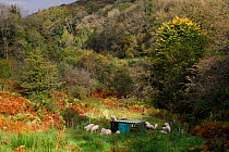 Mob grazing by sheep in woodland, this is an intense form of grazing where the animals are kept in a small area then moved on. Roeburndale Woodlands, Lancashire, England, UK. October.