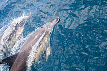 Atlantic white sided dolphins (Lagenorhychus acutus) two animals at the surface. County Cork, Republic of Ireland.