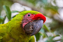 Great green macaw (Ara ambiguus) Costa Rica, La Selva Field Station. August.