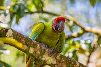 Great green macaw (Ara ambiguus) Costa Rica, La Selva Field Station. August.