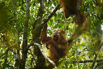 Tapanuli Orangutan (Pongo tapanuliensis) Beti, juvenile female approximate age 6 years, playing in tree with mother, Beta, Batang Toru Forest Sumatran Orangutan Conservation Project North Sumatran P...