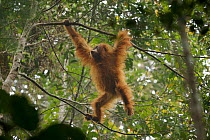 Tapanuli Orangutan (Pongo tapanuliensis) Beti, juvenile female, daughter of Beta, in the trees, Batang Toru Forest, Sumatran Orangutan Conservation Project, North Sumatran Province,  Indonesia