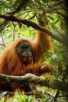 Tapanuli Orangutan (Pongo tapanuliensis). Togus, adult flanged male. Batang Toru Forest, Sumatran Orangutan Conservation Project, North Sumatran Province, Indonesia.