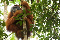 Tapanuli Orangutan (Pongo tapanuliensis).  Togus, adult flanged male  Batang Toru Forest Sumatran Orangutan Conservation Project North Sumatran Province  Indonesia