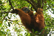 Tapanuli orangutan (Pongo tapanuliensis) Togus, adult flanged male, trying to nap in tree, Batang Toru Forest. Sumatran Orangutan Conservation Project, North Sumatran Province, Indonesia.