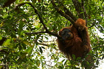Tapanuli orangutan (Pongo tapanuliensis) Togus, adult flanged male, trying to nap in tree, Batang Toru Forest. Sumatran Orangutan Conservation Project, North Sumatran Province, Indonesia.