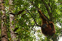 Tapanuli orangutan (Pongo tapanuliensis) Togus, adult flanged male, trying to nap in tree. Batang Toru Forest. Sumatran Orangutan Conservation Project, North Sumatran Province, Indonesia.