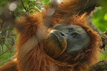 Tapanuli orangutan (Pongo tapanuliensis) Togus, adult flanged male, trying to nap in tree. Batang Toru Forest, Sumatran Orangutan Conservation Project, North Sumatran Province, Indonesia.