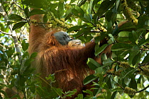 Tapanuli Orangutan (Pongo tapanuliensis) Inda, adult female, Batang Toru Forest, Sumatran Orangutan Conservation Project, North Sumatran Province, Indonesia.