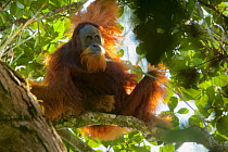 Tapanuli Orangutan (Pongo tapanuliensis) unidentified unflanged adult male, Batang Toru Forest, Sumatran Orangutan Conservation Project North Sumatran Province, Indonesia.