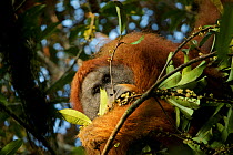 Tapanuli orangutan (Pongo tapanuliensis) Togus, adult flanged male, feeding on flowers. Batang Toru Forest. Sumatran Orangutan Conservation Project, North Sumatran Province, Indonesia.