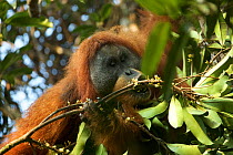 Tapanuli orangutan (Pongo tapanuliensis) Togus, adult flanged male feeding on flowers, Batang Toru Forest. Sumatran Orangutan Conservation Project, North Sumatran Province, Indonesia.