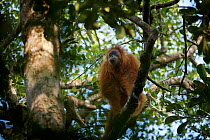 Tapanuli Orangutan (Pongo tapanuliensis) Tiur, adult female, Batang Toru Forest. Sumatran Orangutan Conservation Project, North Sumatran Province, Indonesia.