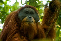Tapanuli orangutan (Pongo tapanuliensis) Togus, adult flanged male, Batang Toru Forest. Sumatran Orangutan Conservation Project, North Sumatran Province, Indonesia.