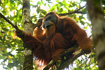 Tapanuli orangutan (Pongo tapanuliensis) Togus, adult flanged male, Batang Toru Forest. Sumatran Orangutan Conservation Project, North Sumatran Province, Indonesia.