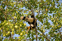 Great hornbill (Buceros bicornis) male feeding in tree, Kaziranga National Park, Assam, India.
