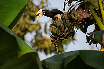 Oriental pied hornbill (Anthracoceros albirostris) in a banana tree, Kaziranga National Park, Assam, India.