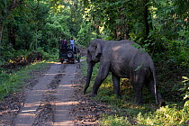 Indian elephant (Elephas maximus indicus) male walking across a road, watched by tourists from vehicle, Kaziranga National Park, Assam, India.