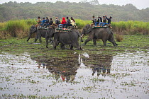 Tourists watching Rhinoceros from domesticated elephants (Elephas maximus) Kaziranga National Park, Assam, India.