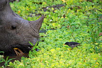 Indian rhinoceros (Rhinoceros unicornis) with Jungle myna (Acridotheres fusses) Kaziranga National Park, Assam, India.