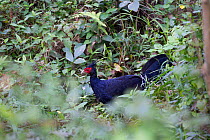 Kalij pheasant (Lophura leucomelanos) male, Kaziranga National Park, Assam, India.