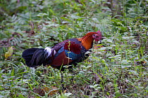 Red junglefowl (Gallus gallus) Kaziranga National Park, Assam, India.