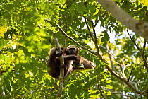 Hoolock gibbon (Hylobatidae hoolock) female Kaziranga National Park, Assam, India.