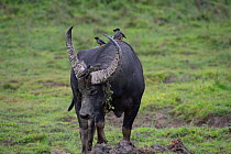 Wild water buffalo (Bubalus arnee) male with Jungle myna (Acridotheres fusses) on its back. Kaziranga National Park, Assam, India.