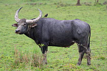 Wild water buffalo (Bubalus arnee) male with Jungle myna (Acridotheres fusses) on its back. Kaziranga National Park, Assam, India.