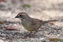 Zapata Sparrow (Torreornis inexpectata), Cuba. Vulnerable species.
